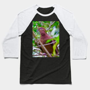 The Brown Cuckoo Dove Baseball T-Shirt